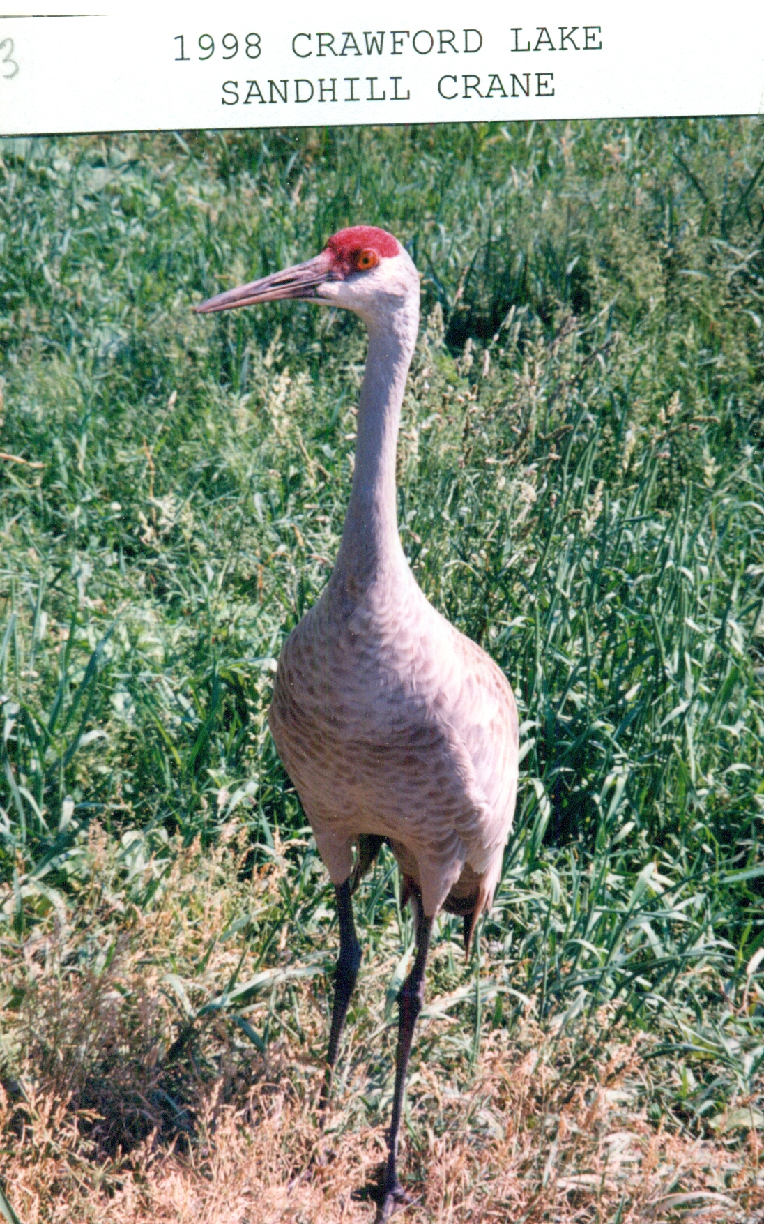 1998 Sandhill Crane at Crawford Lake