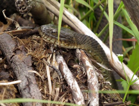 Northern Water Snake Curry -