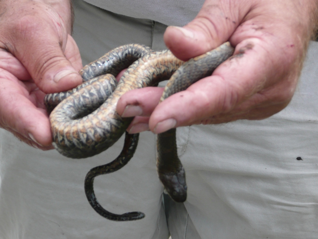 Northern Water Snake-DJTH small