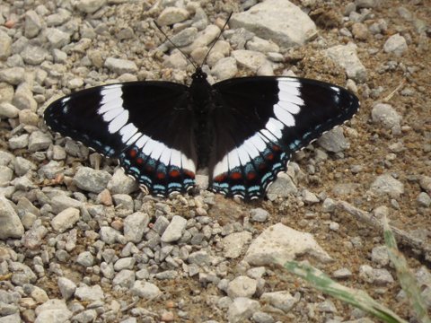 White Admiral - Curry